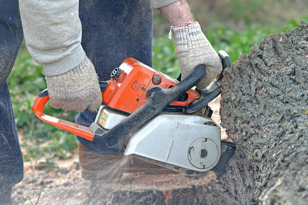 Johnston City, IL Tree Services Company